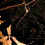 WILLOW_CREEK_-_HD_TRAILER_251.jpg